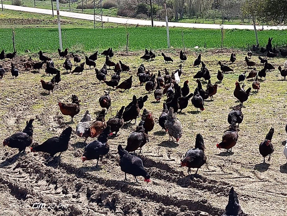 Doğal Köy Yumurtası